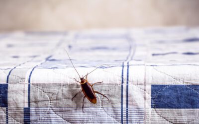 Las Cucarachas pueden Causar Crisis Alérgicas y Asmáticas