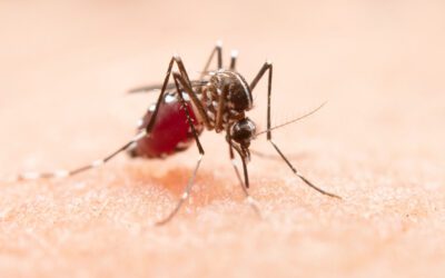 Fiebre Chikungunya